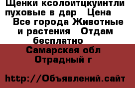 Щенки ксолоитцкуинтли пуховые в дар › Цена ­ 1 - Все города Животные и растения » Отдам бесплатно   . Самарская обл.,Отрадный г.